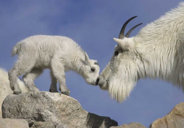 CO, Mount Evans Mountain goat mother and kid